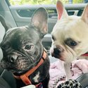 Cute French Bulldog looking for a loving owner -1