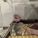 Blue eyed rabbits for sale-3