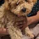 Puppy is a mixed breed, Cavapoochon. It's 3.5months old. -1