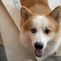 1 yr old mixed corgi siblings for sale-5