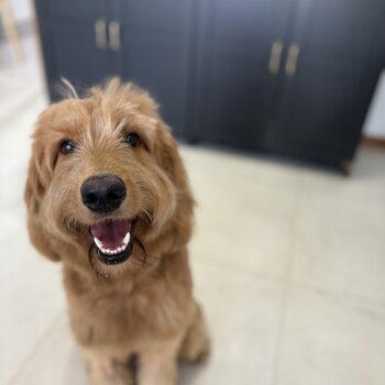 1 year old golden doodle 