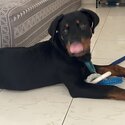 4 month old Rottweiler -0