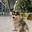 Pomsky for sale-0