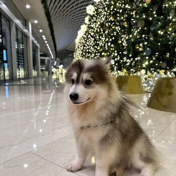 Pomsky for sale