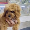 Pure bred cavapoo for sale-1