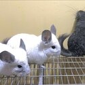 Urgent sale of 4 Chinchillas due to moving out-0