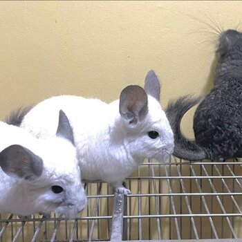 Urgent sale of 4 Chinchillas due to moving out