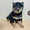 Black and tan Shiba Inu for sale!-0