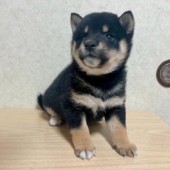 Black and tan Shiba Inu for sale!