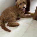 1 year old golden doodle -1