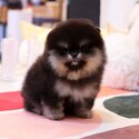 🌟 Cute Pomeranian Puppies for Sale – Purebred & Adorable! 🌟 WhatsApp: +60 11-2825 6530