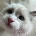 Pedigree Ragdoll Kittens - private adoption -3