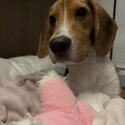 7 months male Beagle -4