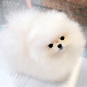 Very small size cream white female pomeranian -1