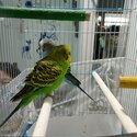 1 pair of Parakeet for sale-1