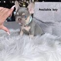 Top Quality imported Bloodline French Bulldog Puppies-0