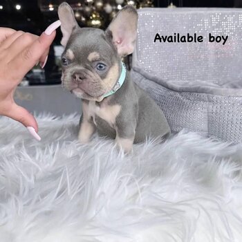 Top Quality imported Bloodline French Bulldog Puppies