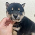 Black and tan Shiba Inu for sale!-5