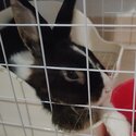 Re-home bunny-2