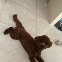 brown miniature poodle puppy-2