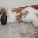 Holland lop rabbit for sale -1