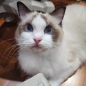 Pure bred, bi colour &amp; demure female ragdoll (newly bought from reputable petshop)for sale-3