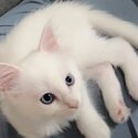 White Maine Coon kittens looking for a family -3