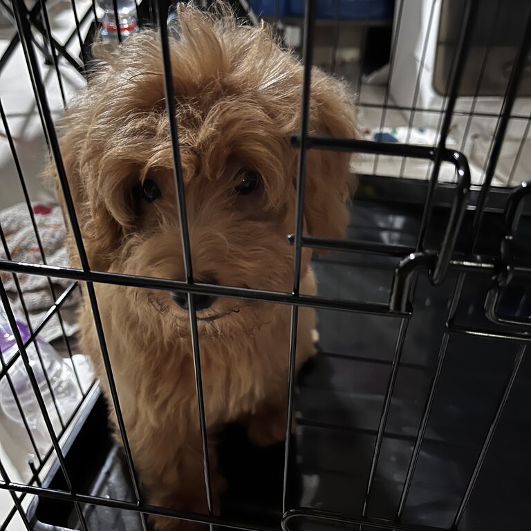 3 months old MINI goldendoodle