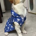 lovely corgi looking for a new home -4