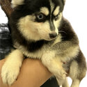 Black&amp;Blue Eye Pomsky for sale/rehome-0