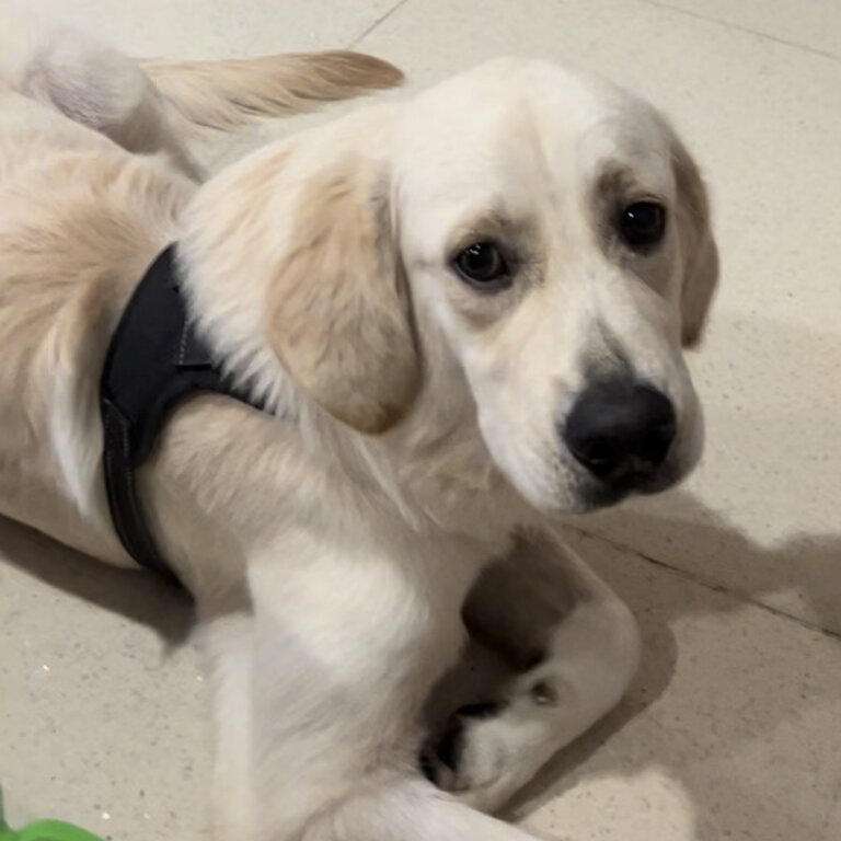 Gentle and active golden retriever for adoption