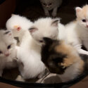 Raggamuffin Kittens For Sale-0