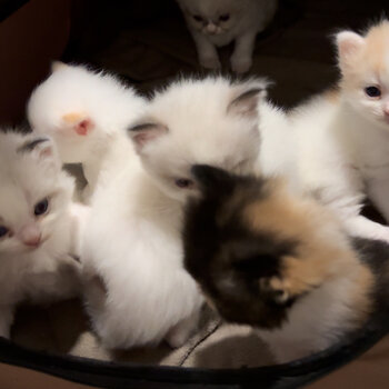 Raggamuffin Kittens For Sale