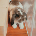 Selling my beautiful Holland lop rabbit-1