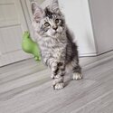 Maine Coon Kitten available both male and female -0