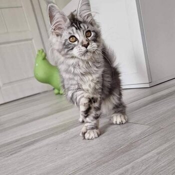 Maine Coon Kitten available both male and female 