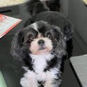 Shih Tzu for adoption-1