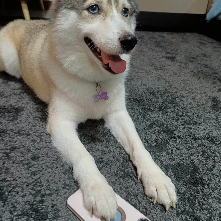 Pomsky with blue eyes