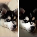 Pomsky for sale. -1