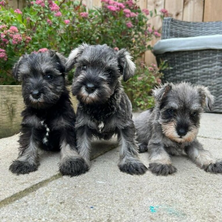 Miniature Schnauzer Puppies For Sale