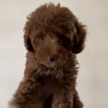 Toy poodle