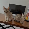 Beautiful 😍 Singapura kittens available now males and females-5
