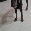 Dobermann pinscher for sales-0