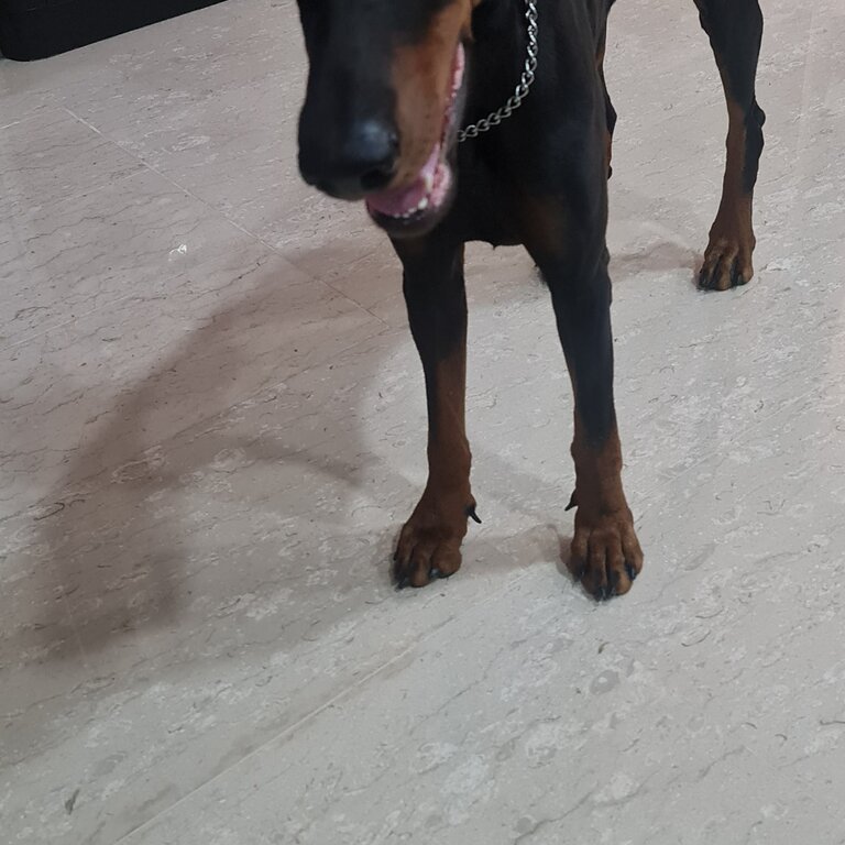 Dobermann pinscher for sales