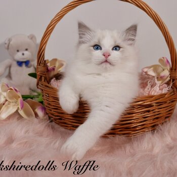 Truly amazing , top quality pedigree Ragdolls with full package