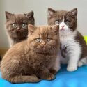 British shorthair Kittens-0