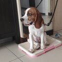 6 Month Old Pure Bred Imported Irish Beagle Puppy-2