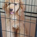 Pure miniature poodle for sale-2