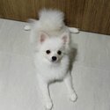 Smart Tiny Pomeranian Puppy-4