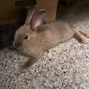 Rabbit for adoption-1